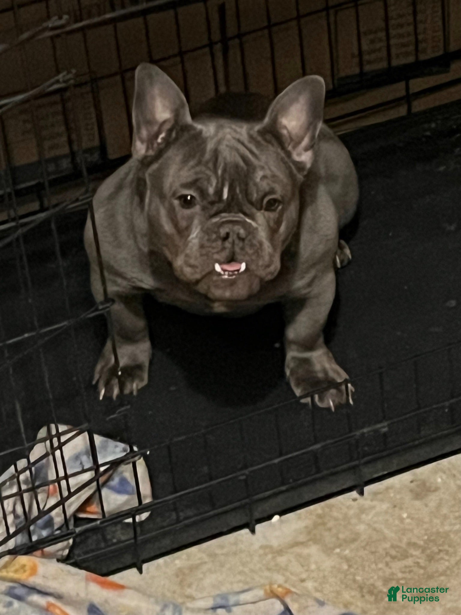 French Bulldog dogs Dior - Ad 3