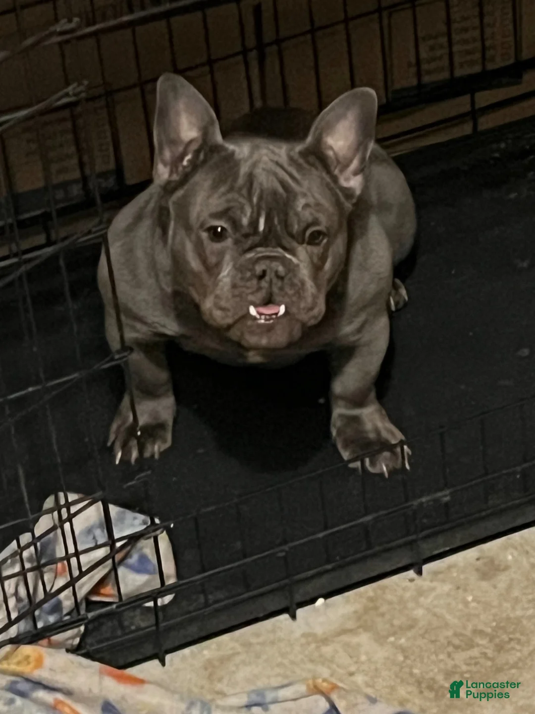 French Bulldog dogs for sale: Dior - Ad 1