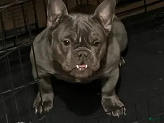 French Bulldog dogs Dior - Ad 3