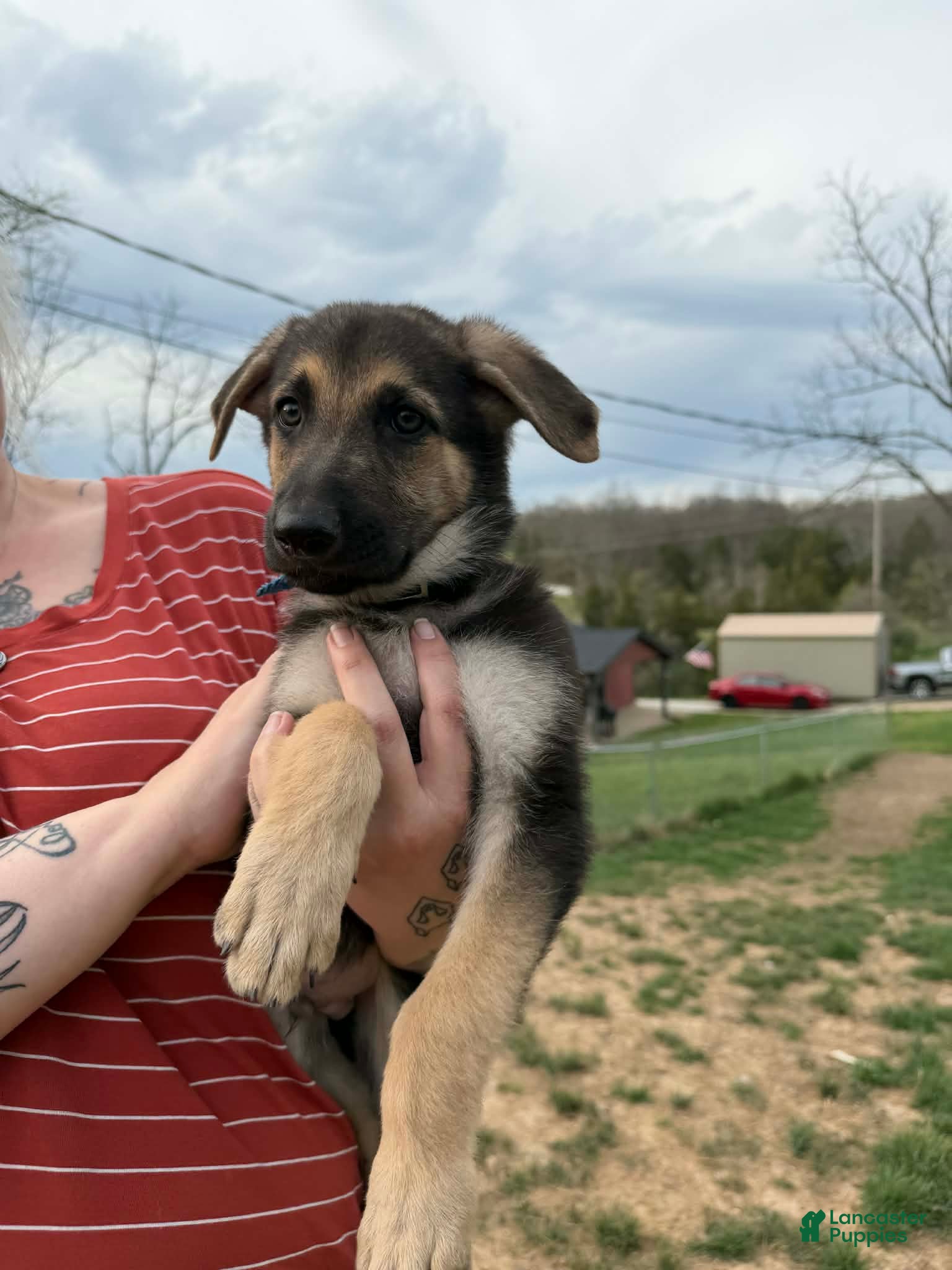 German Shepherd dogs German Shepherd Puppy  - Ad 14