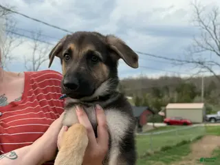 German Shepherd dogs German Shepherd Puppy - Ad 14