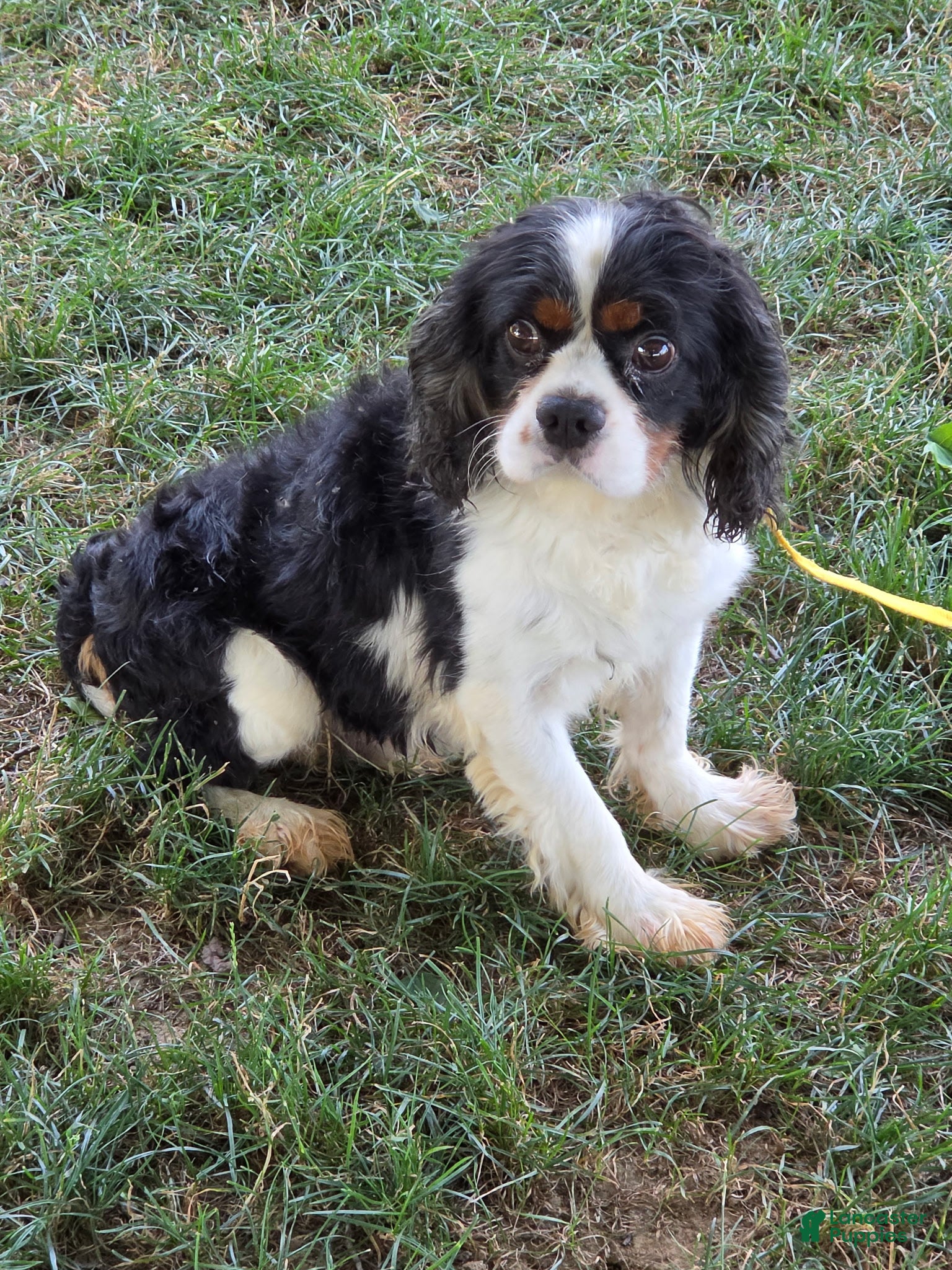 Cavalier King Charles Spaniel dogs Cavalier King Charles Spaniel 1 - Ad 14