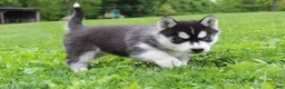 Siberian Husky dogs for sale: River - Ad 8