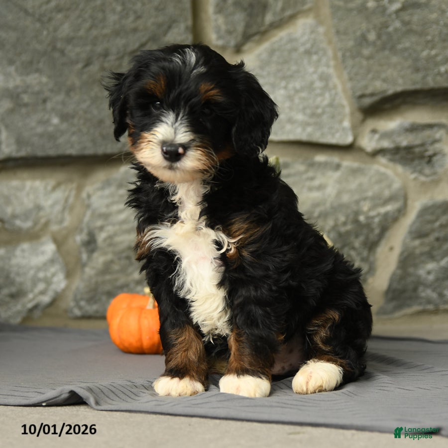 Mini Aussiedoodle dogs Grimsby - Ad 1