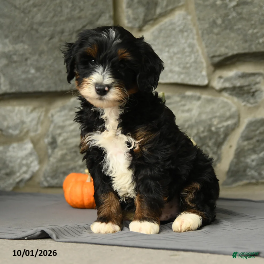 Mini Aussiedoodle dogs for sale: Grimsby - Ad 1
