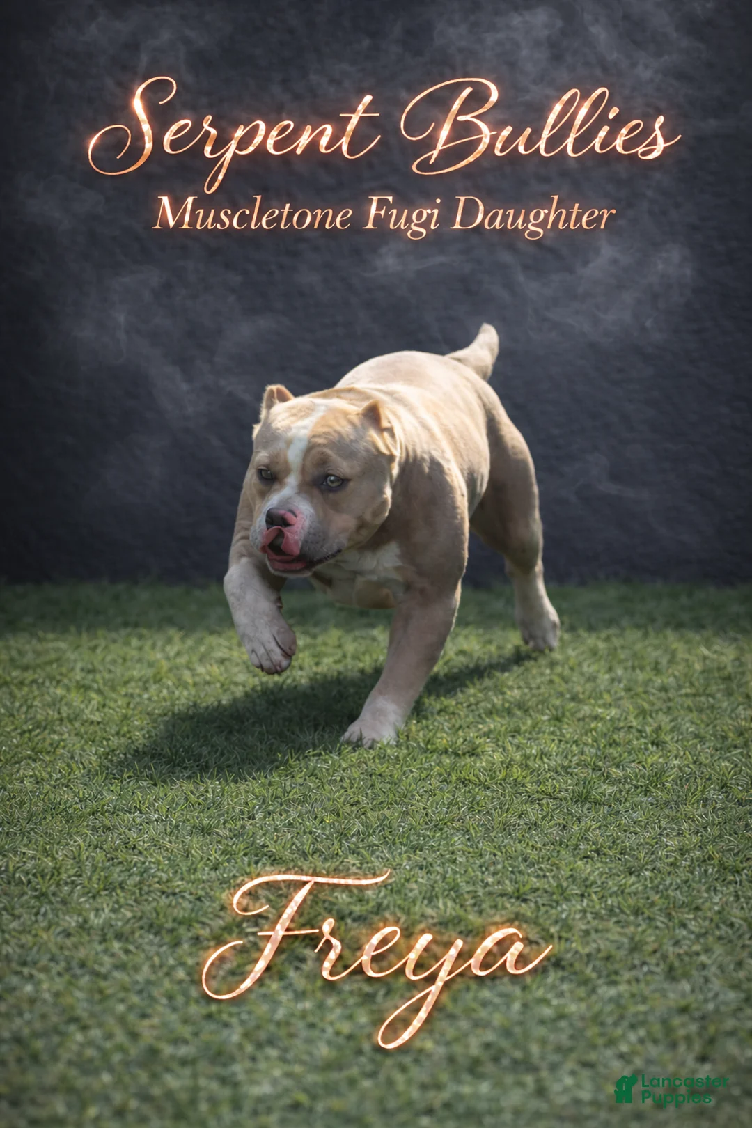 American Bully dogs for sale: American Bully Puppy 3 - Ad 3