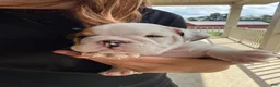 English Bulldog dogs for sale: Archie - Ad 3