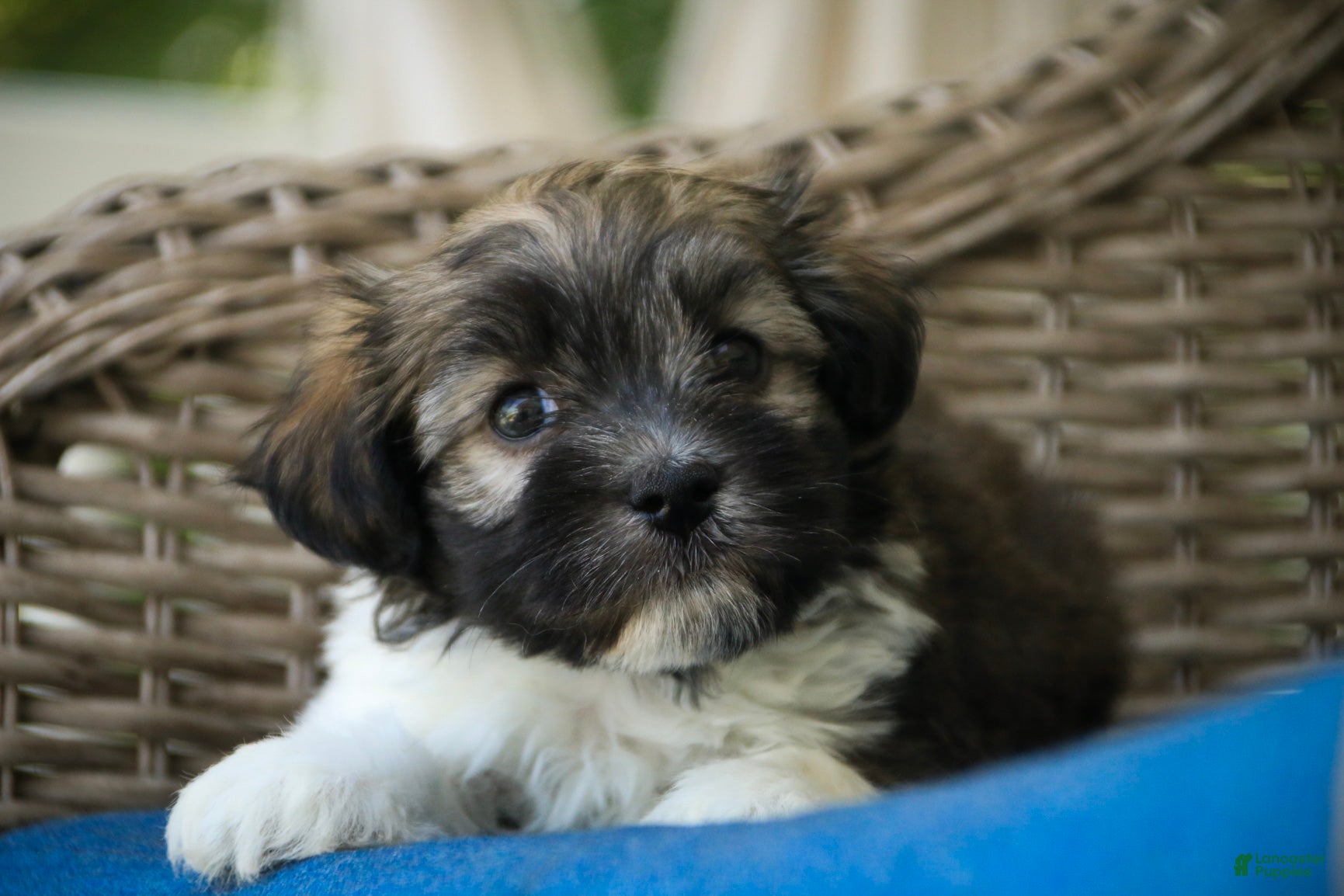 Havanese dogs Orion Havanese  - Ad 1