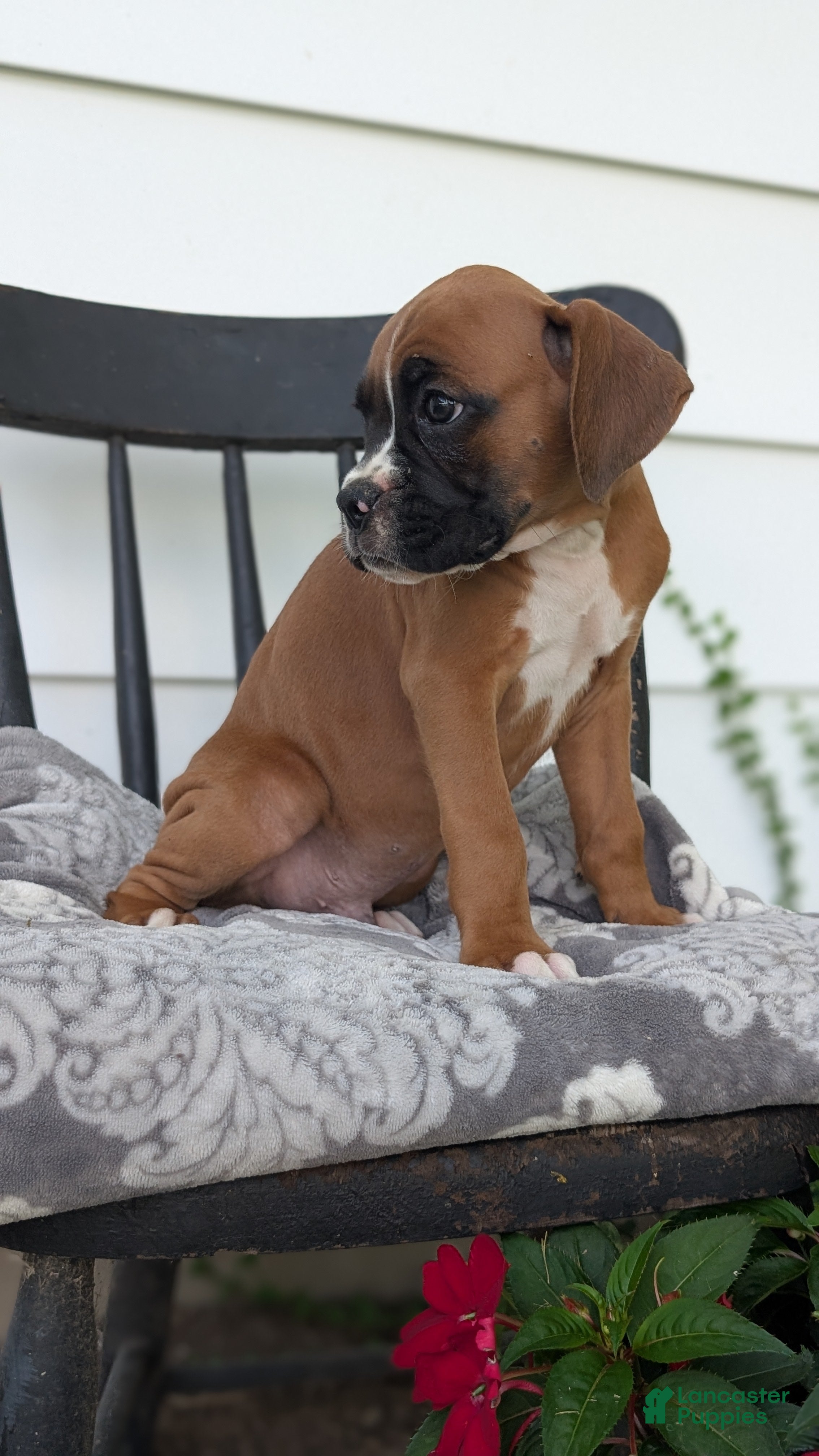 Boxer dogs Kylo - Ad 2