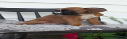 Boxer dogs for sale: Kylo - Ad 2