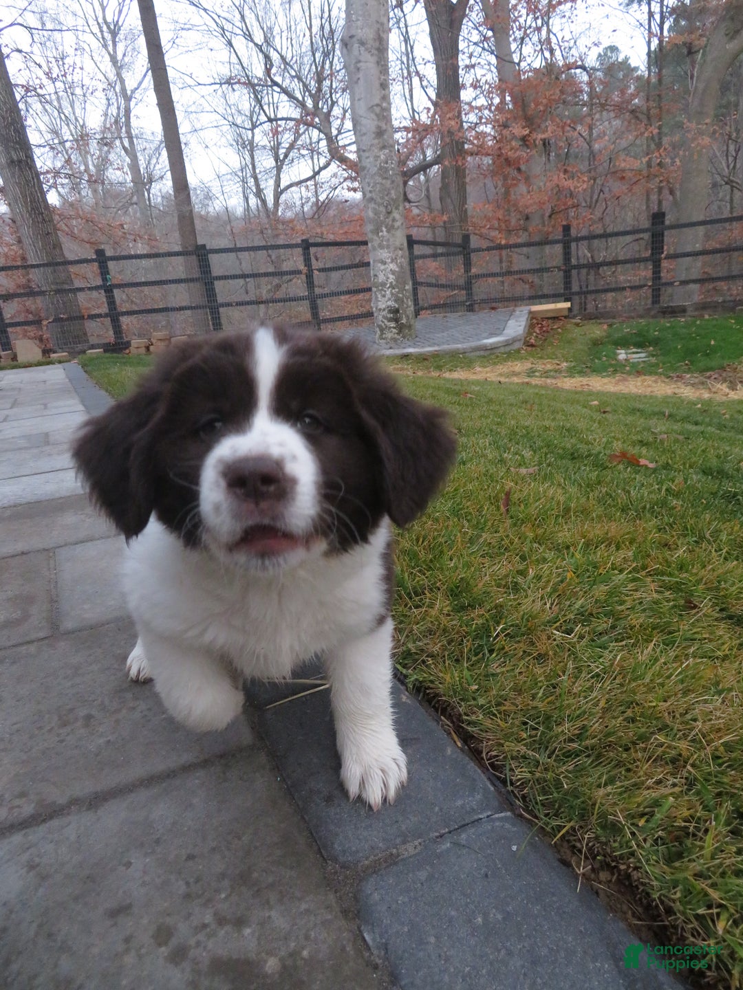 Newfoundland dogs for sale: Chai - Ad 4