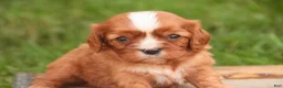 Cavalier King Charles Spaniel dogs for sale: Freddy Cavalier King Charles Spaniel  - Ad 6