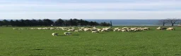 Great Pyrenees dogs for sale: Greta - Ad 6