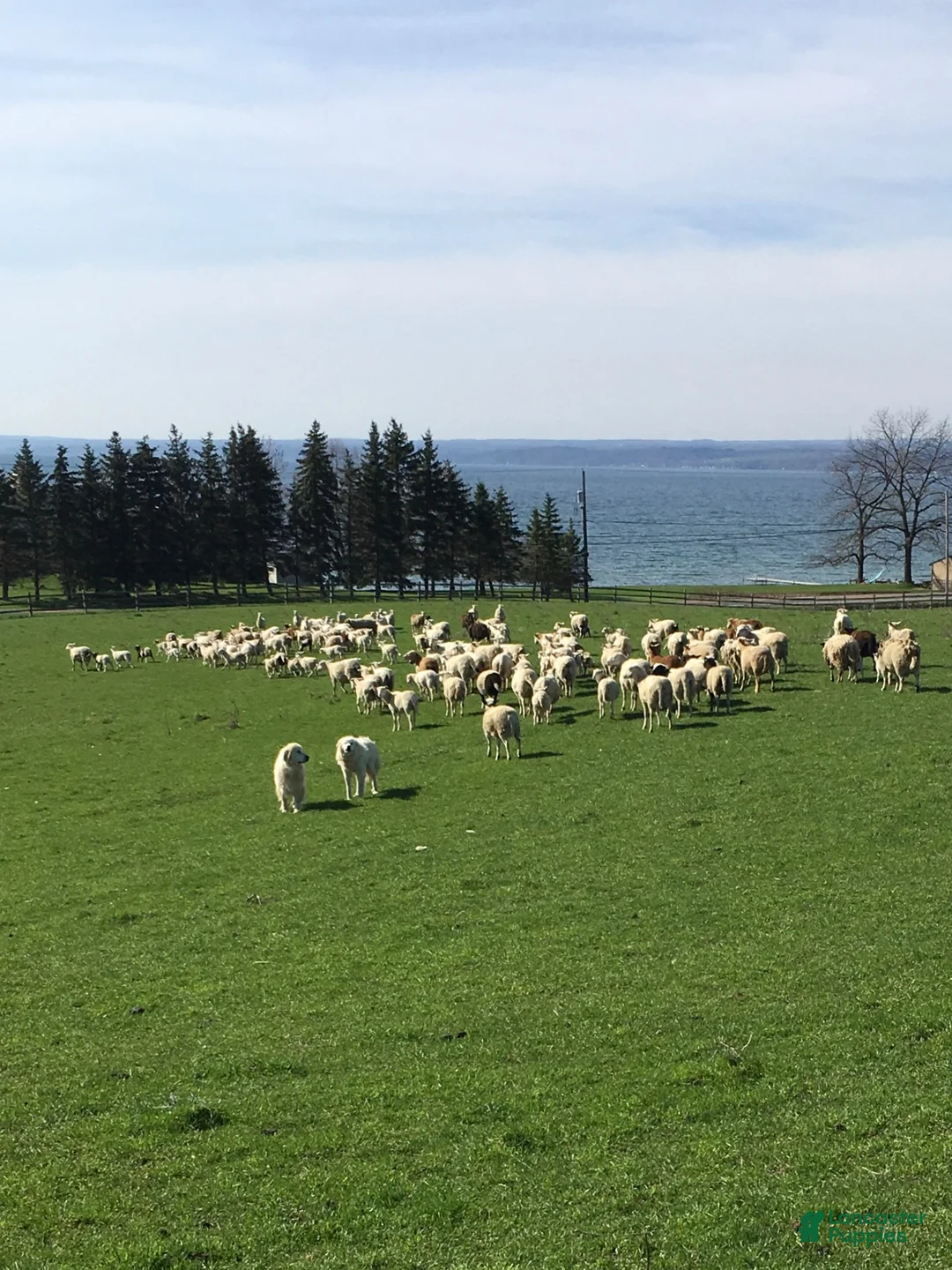 Great Pyrenees dogs for sale: Greta - Ad 6