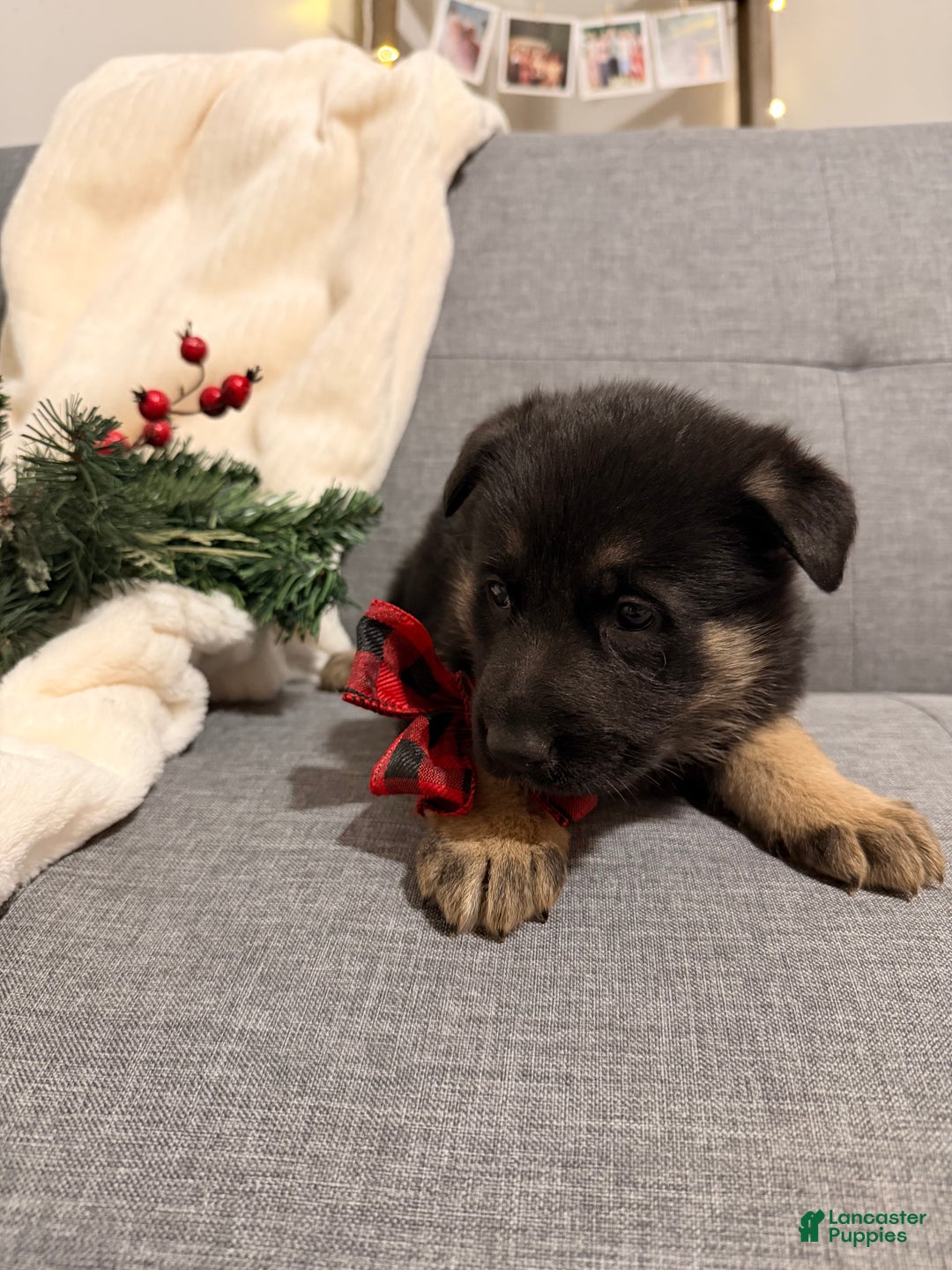 German Shepherd dogs for sale: German Shepherd Puppy 4 - Ad 1