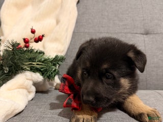 German Shepherd dogs German Shepherd Puppy 4 - Ad 31