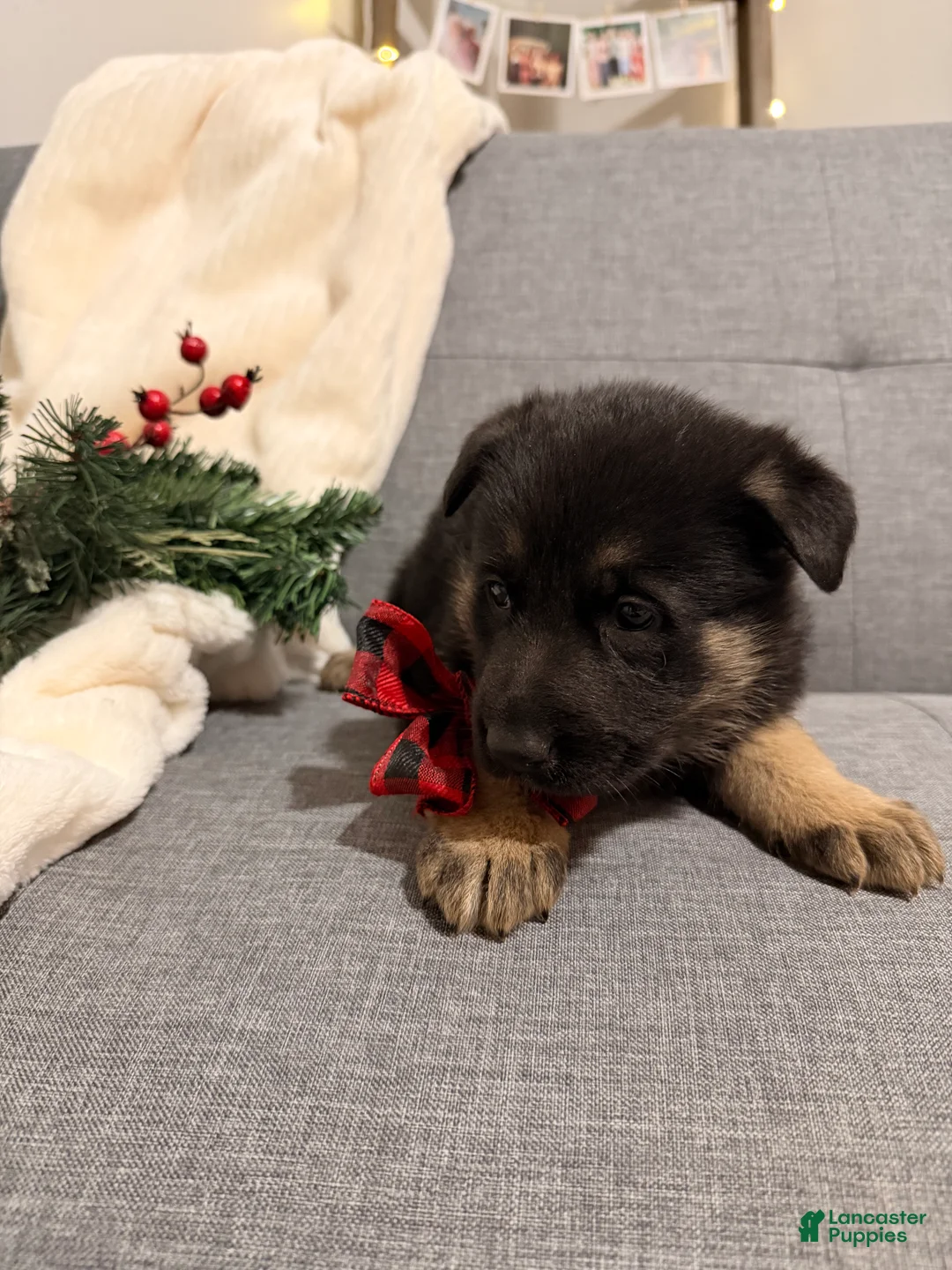 German Shepherd dogs for sale: German Shepherd Puppy 4 - Ad 1