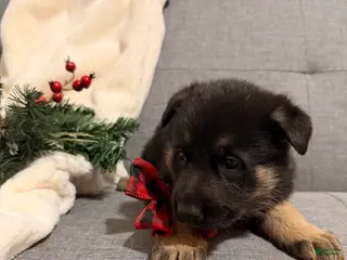 German Shepherd dogs German Shepherd Puppy 4 - Ad 9