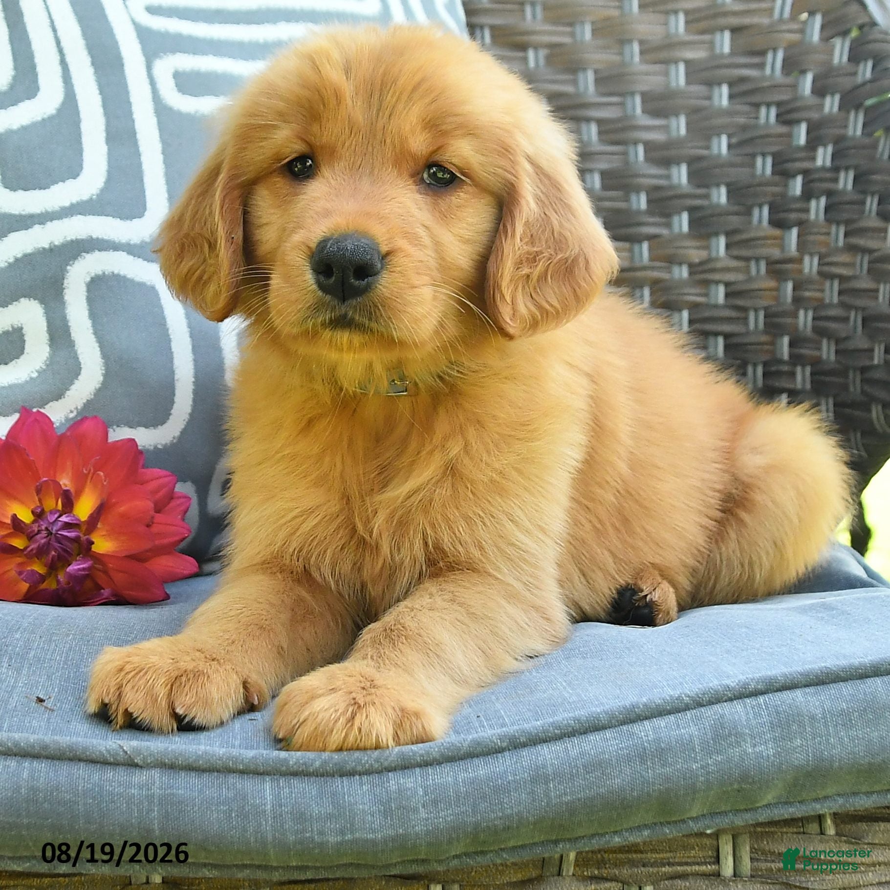Golden Retriever dogs Michelle - Ad 2