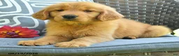 Golden Retriever dogs for sale: Michelle - Ad 3