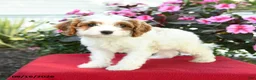 Cavapoo dogs for sale: Beth - Ad 3