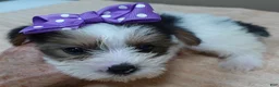Yorkshire Terrier dogs for sale: Panda - Ad 6