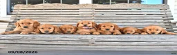 Golden Retriever dogs for sale: Zippy  - Ad 3