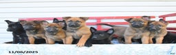 Mixed Breed dogs for sale: Oakley - Ad 5