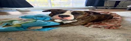 American Bully dogs for sale: American Bully 4 - Ad 15