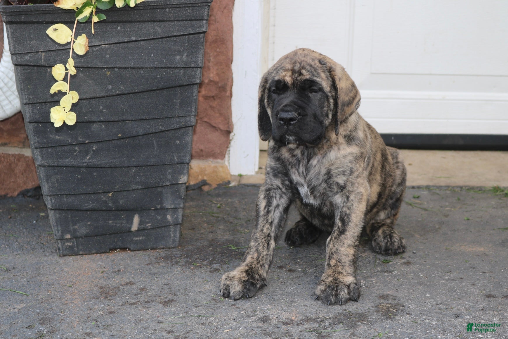 English Mastiff dogs Zephaniah - Ad 1