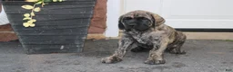 English Mastiff dogs for sale: Zephaniah - Ad 1