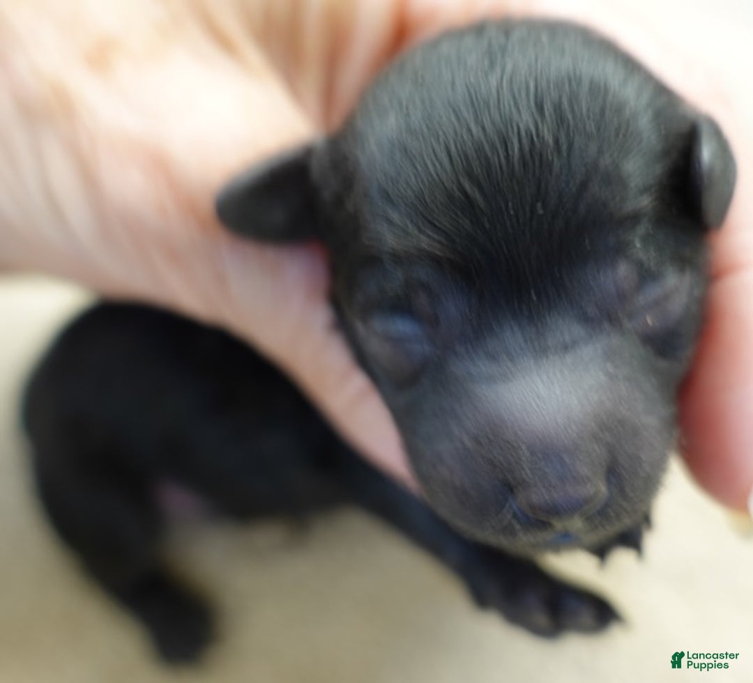 Toy Poodle dogs for sale: Benny - Ad 12