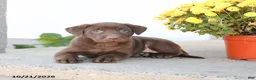 Labrador Retriever dogs for sale: Lane - Ad 3