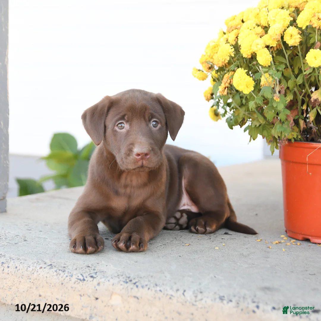 Labrador Retriever dogs for sale: Lane - Ad 3