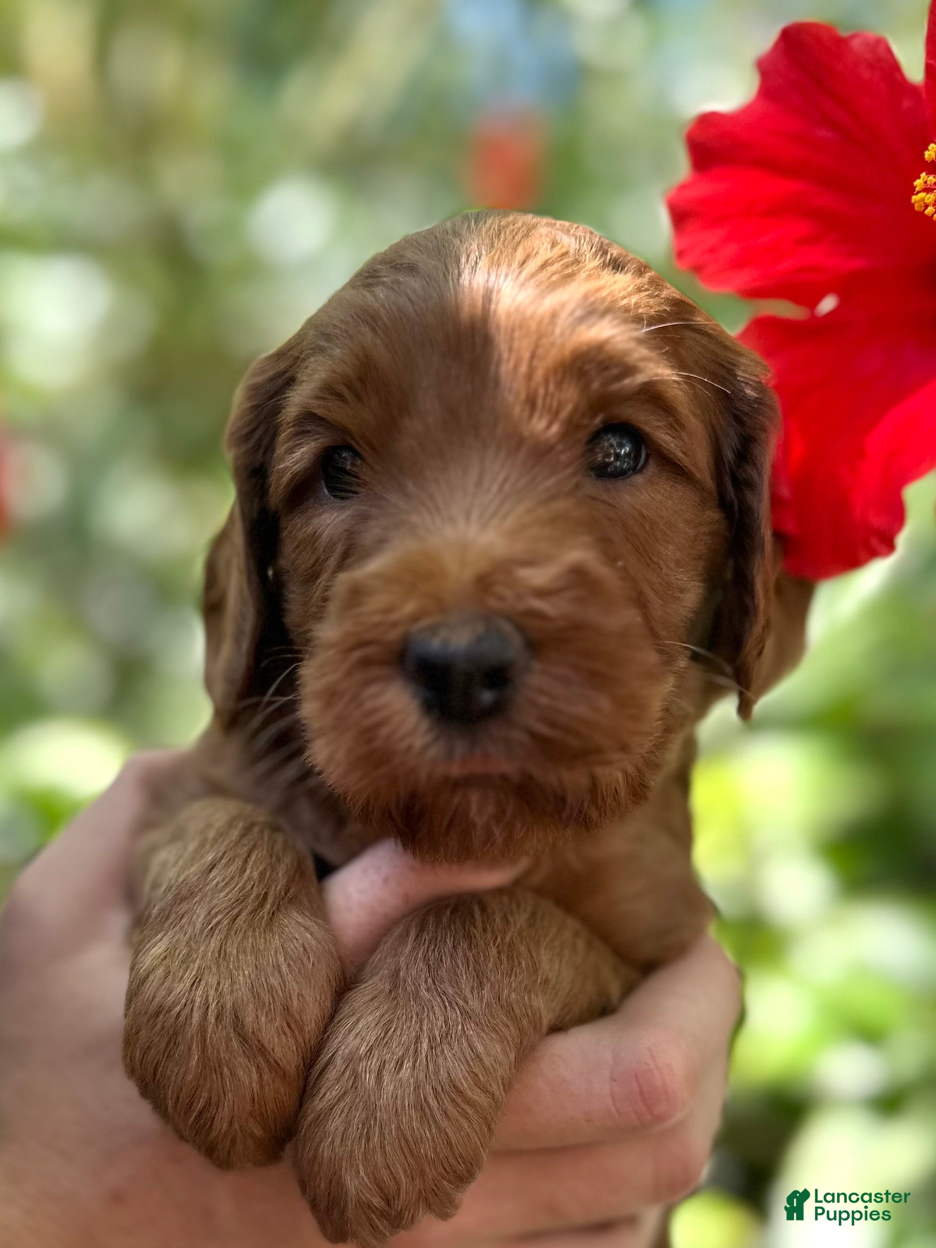 Australian Labradoodle dogs for sale: Rover - Ad 2