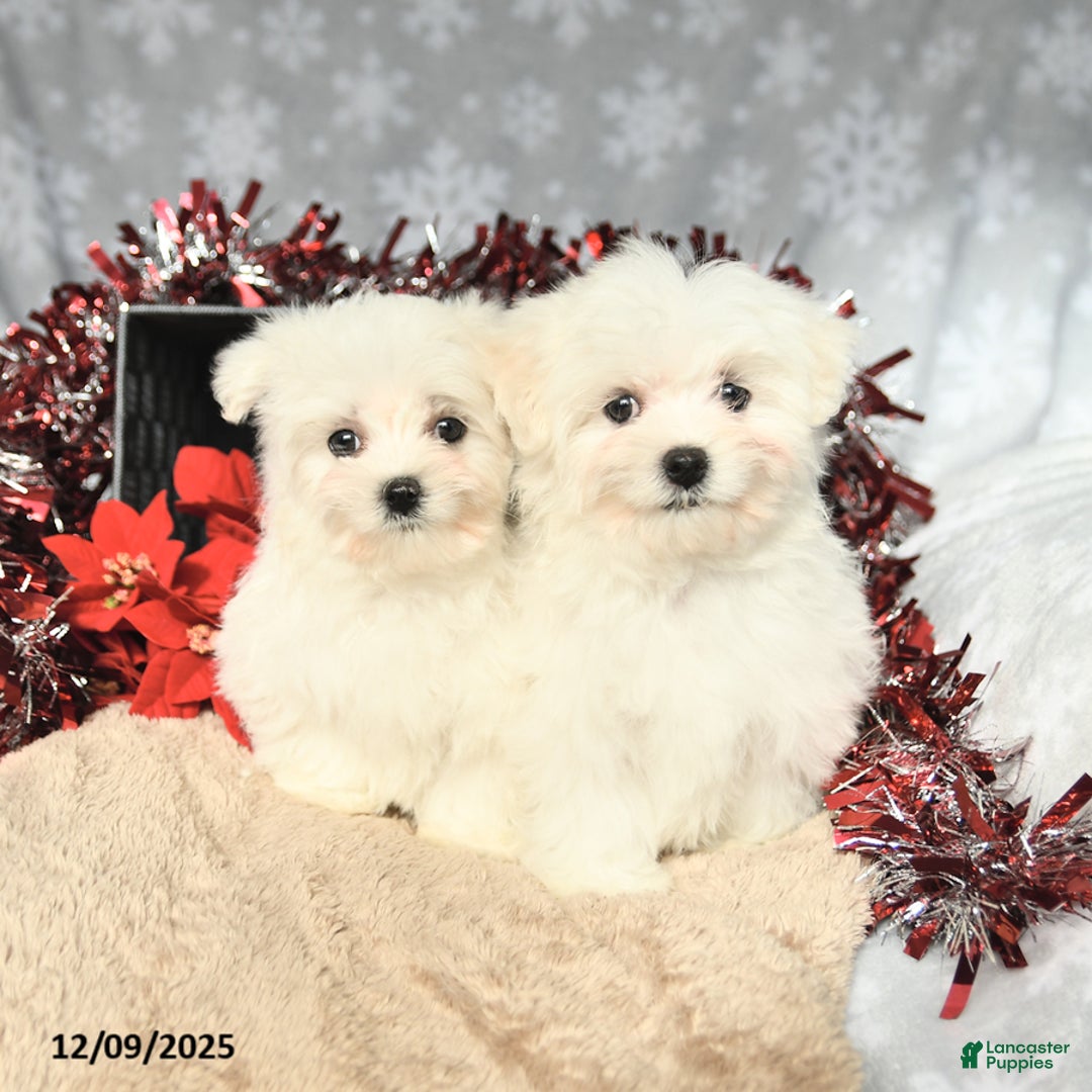 Maltese dogs for sale: Holly - Ad 4