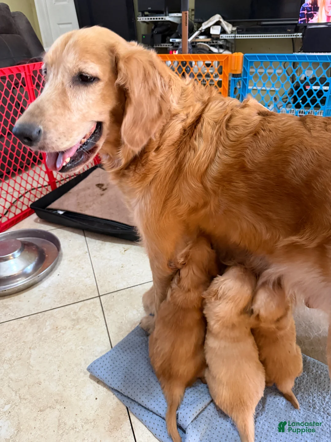 Golden Retriever dogs for sale: Golden Retriever Boy 2 - Ad 2