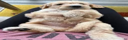 Double Doodle dogs for sale: Yeager - Double Doodle - Ad 3