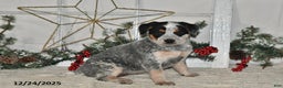 Australian Cattle Dog dogs for sale: Trixie - Ad 1