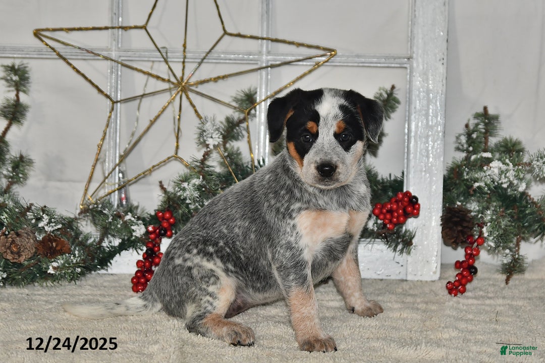 Australian Cattle Dog dogs for sale: Trixie - Ad 1