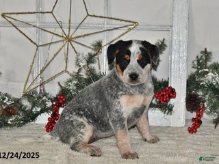 Australian Cattle Dog dogs Trixie - Ad 9