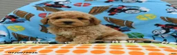 Bichpoo dogs for sale: Chubs - Ad 5