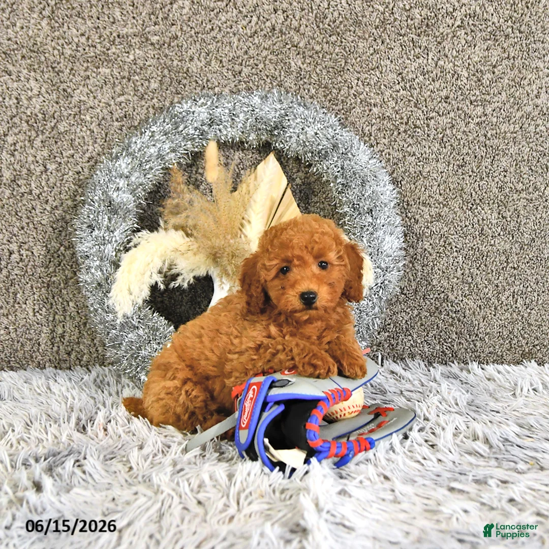 Toy Poodle dogs for sale: Jasper - Ad 2