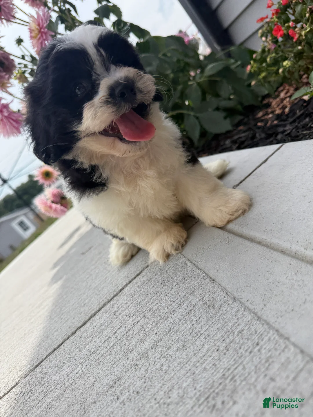 Teddy Bear dogs for sale: Lucas - Ad 1