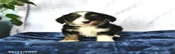Mini Bernedoodle dogs for sale: Zach - Ad 4