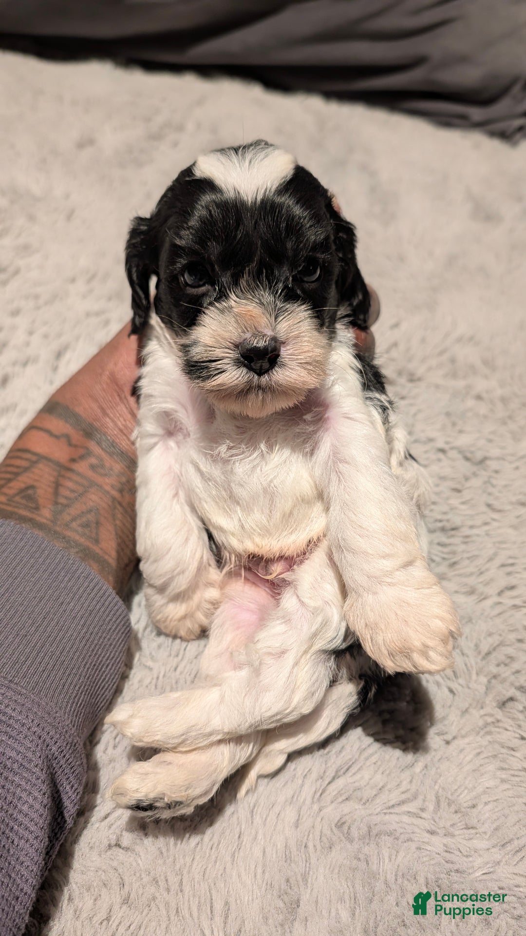 Cockapoo dogs for sale: Jules (F2b) - Ad 4