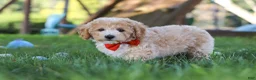 Bichpoo dogs for sale: Scout - Ad 5