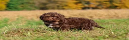 Cavapoo dogs for sale: Cocoa - Ad 3
