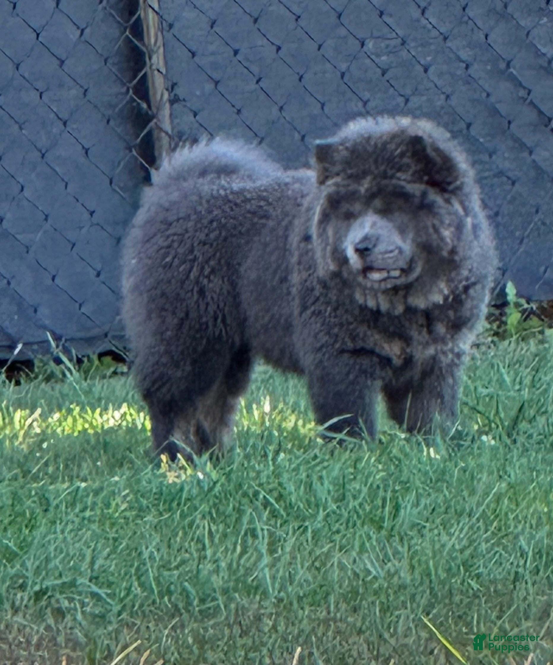 Blue Chow Chow Short Hair Chow Chow Perro Foto De Stock Y Más
