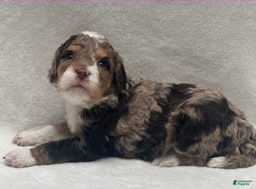Bernedoodle dogs for sale: Bernedoodle Puppy 2 - Ad 6
